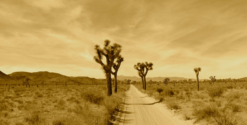 Joshua Tree 9